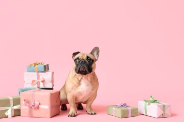 Pembe arka planda hediyeleri olan sevimli Fransız bulldog 'u. Uluslararası Kadınlar Günü