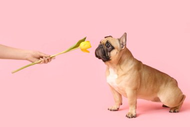 Tatlı Fransız bulldog 'u ve pembe arka planda lale olan kadın eli. Uluslararası Kadınlar Günü