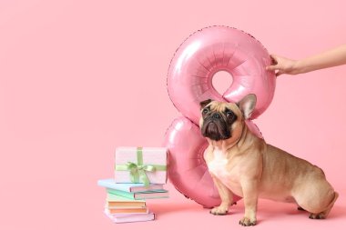 Tatlı Fransız bulldog 'u ve hava balonunu 8 şeklinde tutan kadın eli. Pembe arka planda kitapları olan hediye. Uluslararası Kadınlar Günü