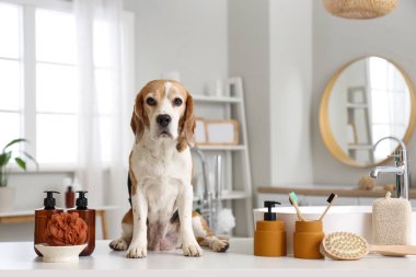 Banyodaki banyo malzemeleriyle tatlı Beagle köpeği.