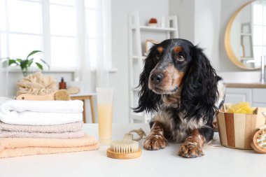 Banyo masasında duş malzemesi olan şirin bir cocker spaniel.