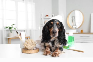 Banyo masasında duş malzemesi olan şirin bir cocker spaniel.