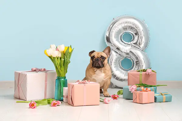 Cute French bulldog with gifts, air balloon in shape of figure 8 and tulips near blue wall. International Women\'s day