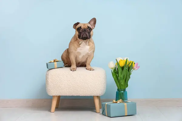 Cute French bulldog with gifts and tulips near blue wall. International Women\'s day