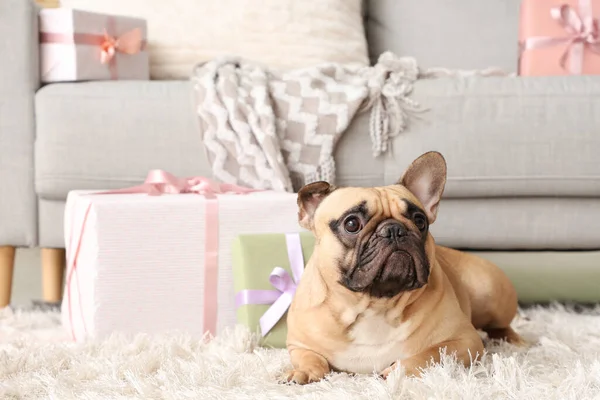 Cute French bulldog with gifts at home. International Women\'s day