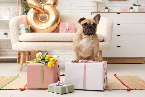 Cute French bulldog with gifts and tulips at home. International Women's day
