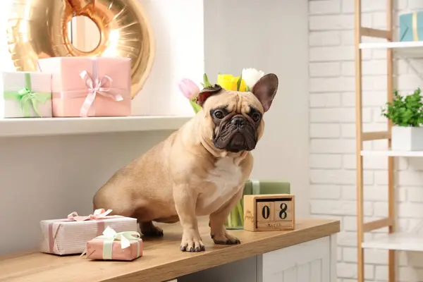 Cute French bulldog with gifts and cube calendar at home. International Women's day