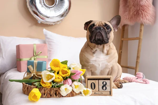 Cute French bulldog with gifts, cube calendar and tulips at home. International Women\'s day