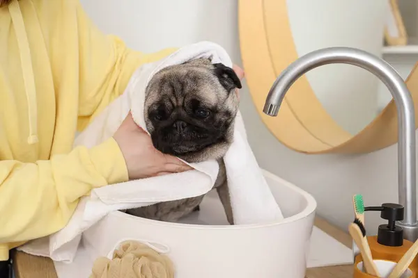 Woman wiping pug dog with towel after washing in sink