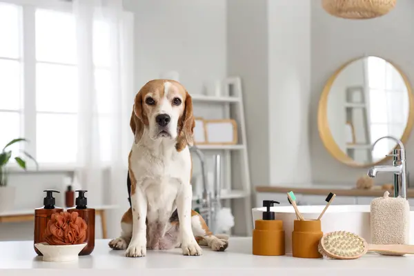 Cute Beagle dog with shower supplies on table in bathroom