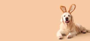 Sevimli Labrador köpeği bej arka planda paskalya tavşanı kulağı takıyor ve metin için yeri var.