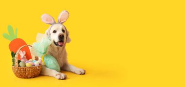 Tavşan kulağı takan şirin Labrador köpeği, Paskalya sepeti ve sarı arka planda mesaj için yeri olan hediye.