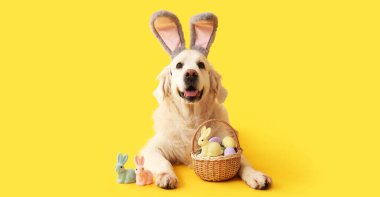 Tavşan kulağı takan şirin Labrador köpeği, sarı arka planda Paskalya yumurtası ve oyuncak tavşanlar. 