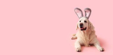Tatlı Labrador köpeği pembe arka planda paskalya tavşanı kulakları takıyor ve mesaj için yer var.