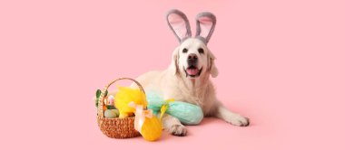 Paskalya sepetli şirin Labrador köpeği ve pembe arka planda hediyeler. 