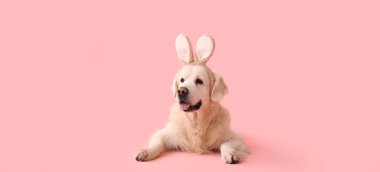 Tatlı Labrador köpeği pembe arka planda Paskalya tavşanı kulağı takıyor.