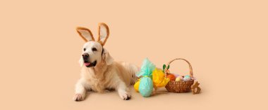 Tavşan kulaklı şirin Labrador köpeği, Paskalya sepeti ve bej arka planda hediyeler.