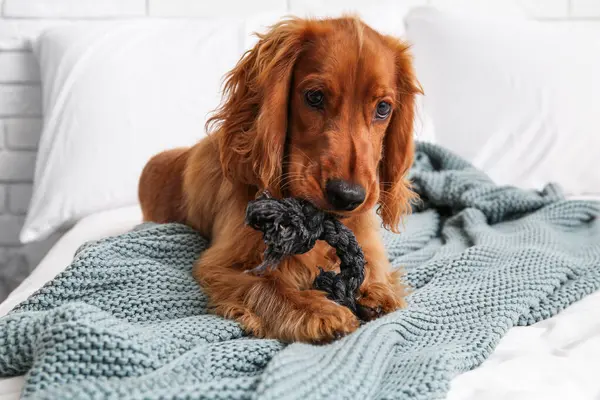 Cute cocker spaniel with pet toy lying in bedroom at home