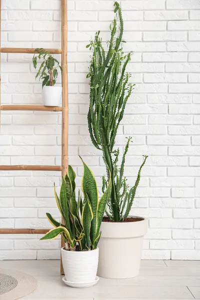 Big cactus with houseplants and ladder near white brick wall in room