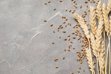 Grunge gri arka planda tahıl taneleri olan buğday kulakları