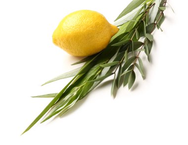 Beyaz arka planda dört tür (lulav, hadas, arava, etrog) Sukkot festival sembolü olarak