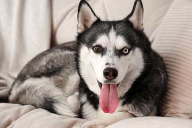 Oturma odasındaki kanepede uzanmış şirin Husky köpeği.