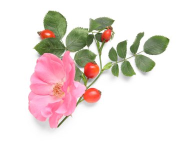 Çiçekli taze gül kalçası meyveleri ve beyaz arka planda yapraklar.