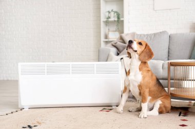 Evde radyatörün yanında sevimli bir Beagle köpeği var.