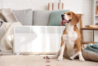 Evde radyatörün yanında sevimli bir Beagle köpeği var.