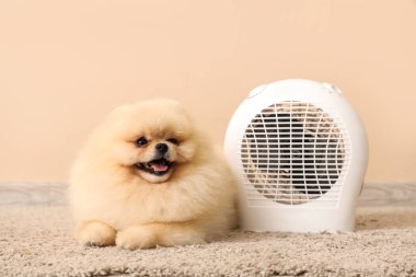 Bej duvarın yanında elektrikli vantilatör ısıtıcısı olan şirin Pomeranya salyası.