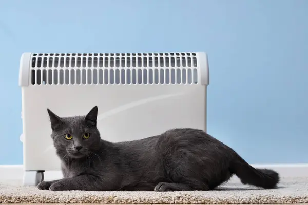 Cute cat with radiator near blue wall