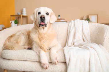 Şirin Labrador köpeği evdeki kanepede yatıyor.