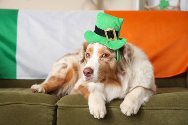 Şirin Avustralya çoban köpeği cüce cüce şapkası ve İrlanda bayrağı evdeki kanepede. Aziz Patrick Günü kutlaması
