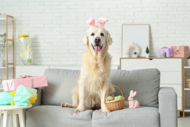 Şirin Labrador köpeği tavşan kulağı ve paskalya yumurtaları evdeki kanepede.
