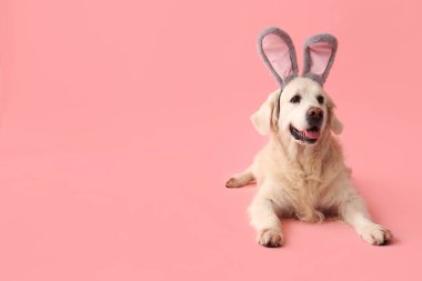 Pembe arka planda yatan tavşan kulaklı komik Labrador köpeği. Paskalya kutlaması