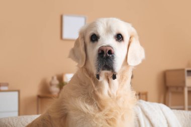 Şirin Labrador köpek vasıl ev, portre