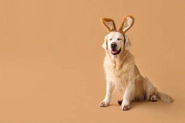 Bej arka planda tavşan kulaklı şirin Labrador köpeği. Paskalya kutlaması
