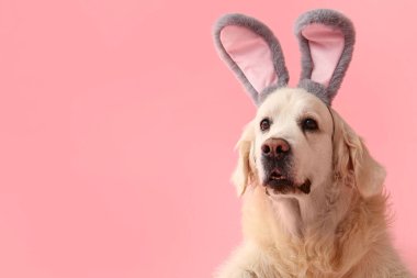 Pembe arka planda tavşan kulaklı şirin Labrador köpeği, yakın plan. Paskalya kutlaması