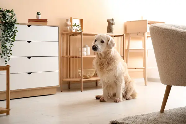Cute Labrador dog in living room