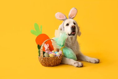Sarı arka planda Paskalya sepeti olan tavşan kulaklı şirin Labrador köpeği.