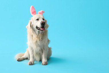 Mavi arka planda tavşan kulaklı şirin Labrador köpeği. Paskalya kutlaması