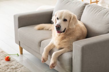 Şirin Labrador köpeği evdeki gri kanepede yatıyor.