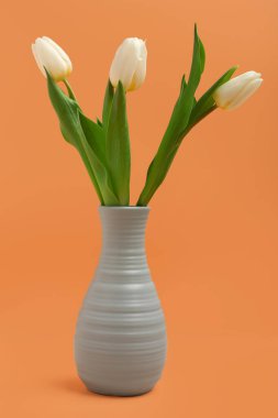 Turuncu arka planda güzel beyaz laleleri olan vazo. Uluslararası Kadınlar Günü