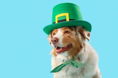 Mavi arka planda cüce şapkalı şirin Avustralya çoban köpeği, yakın plan. Aziz Patrick Günü kutlaması