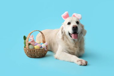 Mavi arka planda Paskalya yumurtaları olan tavşan kulaklı şirin Labrador köpeği.