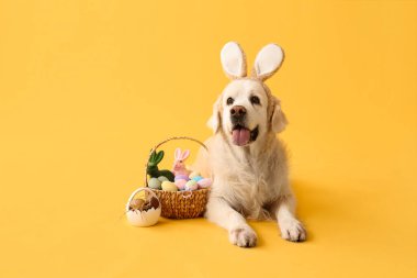 Sarı arka planda Paskalya yumurtaları olan tavşan kulaklı şirin Labrador köpeği.