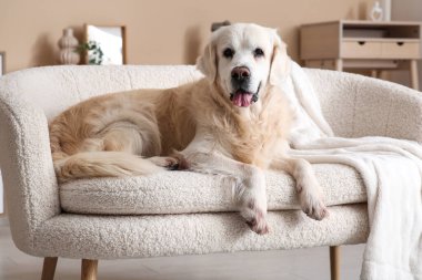 Şirin Labrador köpeği evdeki kanepede yatıyor.