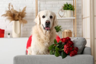 Evdeki kanepede kırmızı gülleri olan şirin Labrador köpeği. Sevgililer Günü kutlaması