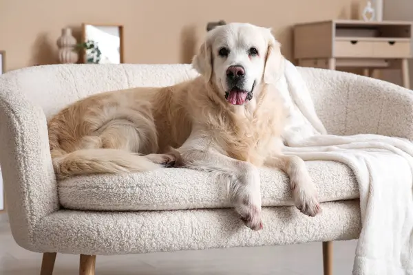 Şirin Labrador köpeği evdeki kanepede yatıyor.