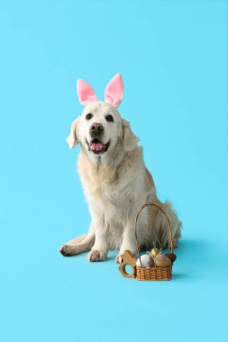 Mavi arka planda Paskalya yumurtaları olan tavşan kulaklı şirin Labrador köpeği.